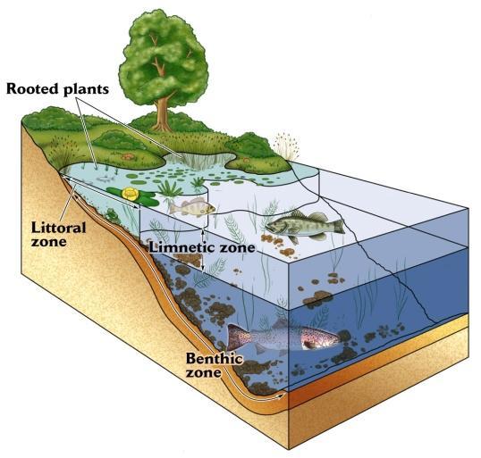 No ambiente aquático pode-se distinguir duas zonas: a) Fótica: Região