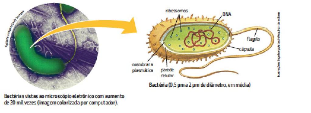 CÉLULA PROCARIOTA OU PROCARIÓTICA Ausência de núcleo separado do citoplasma. DNA mergulhado em gelatina, com água e substâncias dissolvidas.