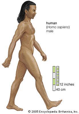 EXPANSÃO ALÉM DA ÁFRICA III Ou seja, os homens que viveram entre 130 mil e 50 mil anos podem ter sido modernos ou semimodernos, porém agiam como neandertais; Klein & Edgar (2005, p.