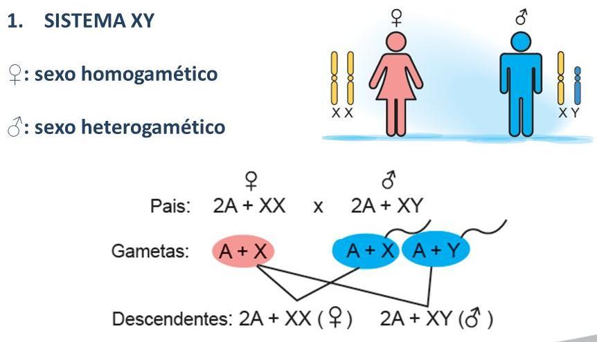 Sistema