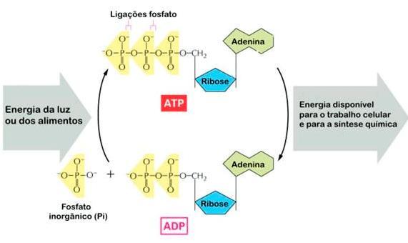 Adenosina Difosfato (ADP) Quando a célula precisa de energia para fazer funcionar uma bomba de sódio e potássio, por exemplo, ela irá quebrar a molécula de ATP.