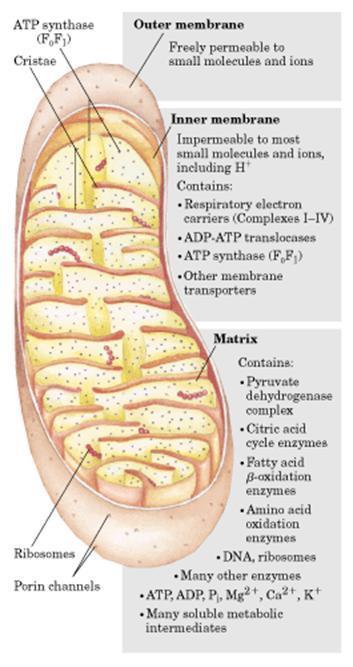 Seletividade da membrana interna da mitocôndria Membrana externa: livremente permeável a pequenas moléculas e íons Membrana interna: seletiva impermeável a íons e