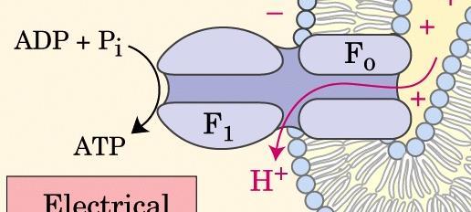 ATP SINTASE têm dois domínios funcionais: F o e F 1 é um grande complexo enzimático presente na membrana mitocondrial
