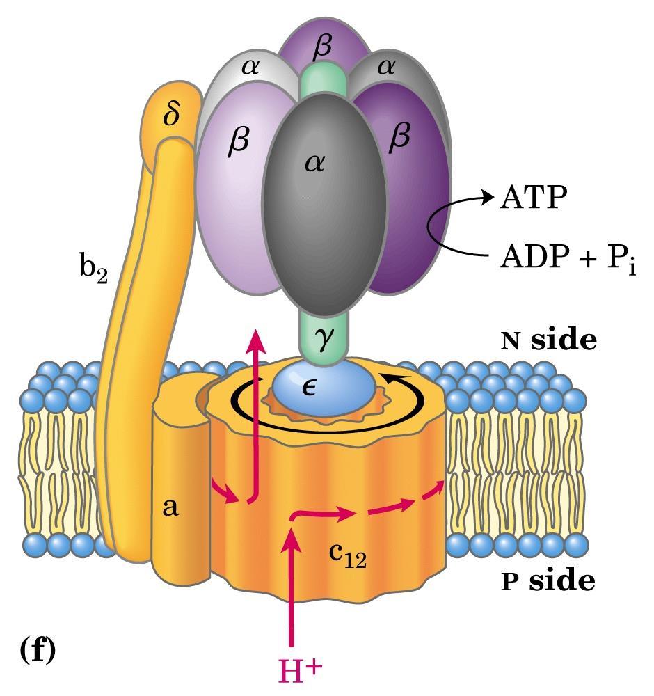 F o : é uma proteína integral de membrana; F 1 : é uma proteína periférica de membrana.