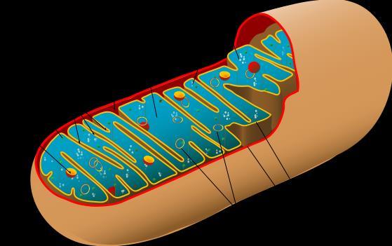 MITOCÔNDRIA Formada por 2 membranas; A membrana externa é