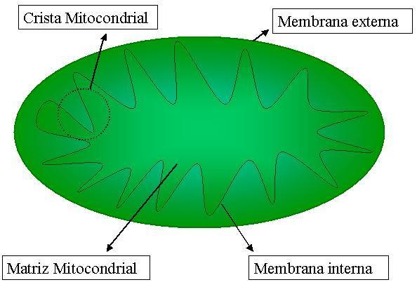 MITOCÔNDRIA Cavidade interna é preenchida por uma matriz viscosa, onde podemos encontrar várias enzimas envolvidas