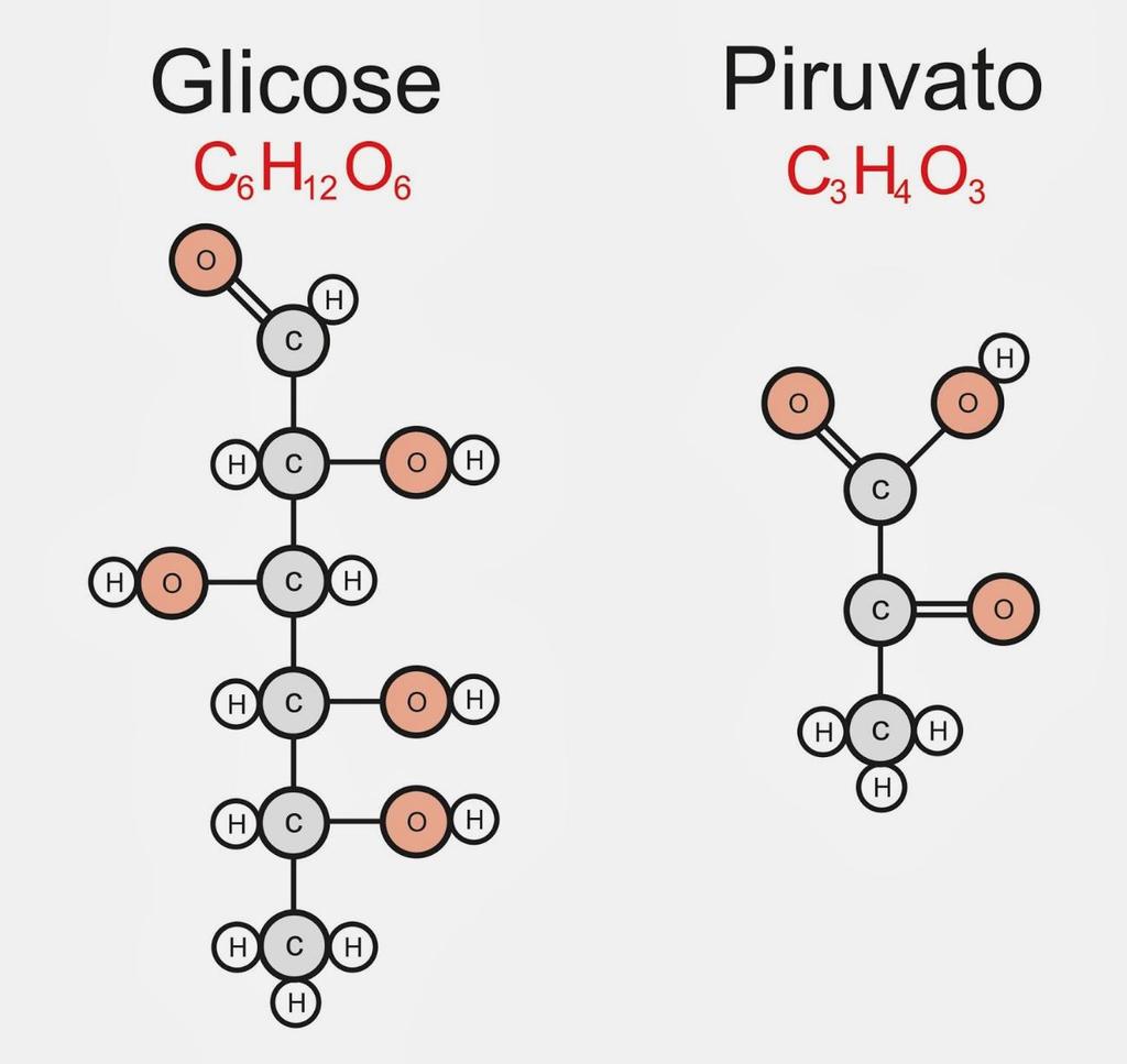 (b) Pode ser oxidada a compostos de três átomos