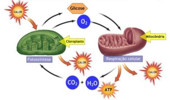 Metabolismo A energia para a manutenção da vida provém da degradação das moléculas orgânicas (carboidratos, lipídios, proteínas) que o organismo utiliza como alimento.