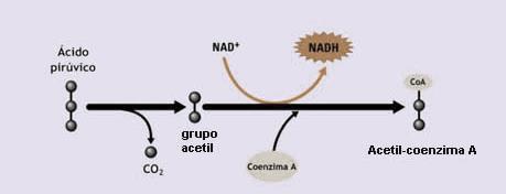 O início do ciclo do ácido cítrico consiste na passagem do ácido pirúvico pela membrana da mitocôndria com liberação de CO 2 (aeróbico).