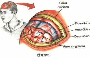 Anatomia: Crânio e Cérebro Órgãos nobre, de extrema importância na vida do ser humano!