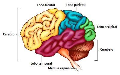 Anatomia: o Cérebro Lobo frontal: previsão, planejamento, julgamento, movimento.
