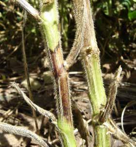 Além disso, a disseminação do mofo branco (Sclerotinia sclerotiorum) por esclerócios misturados às sementes mal beneficiadas ou micélio interno e do nematoide de cisto da soja - NCS (Heterodera