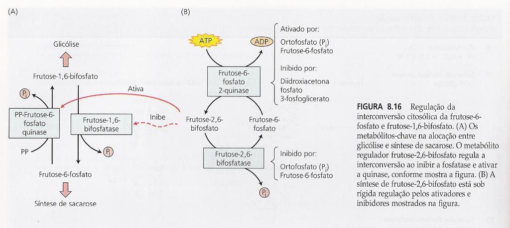 Regulação da Síntese ou da Quebra da Sacarose Frutose-2,6-BiFosfato : - Triose-P/Pi alta (luz): inibe a síntese de Frutose-2,6-BiFosfato estúmulo à síntese de sacarose; - Triose-P/Pi baixa