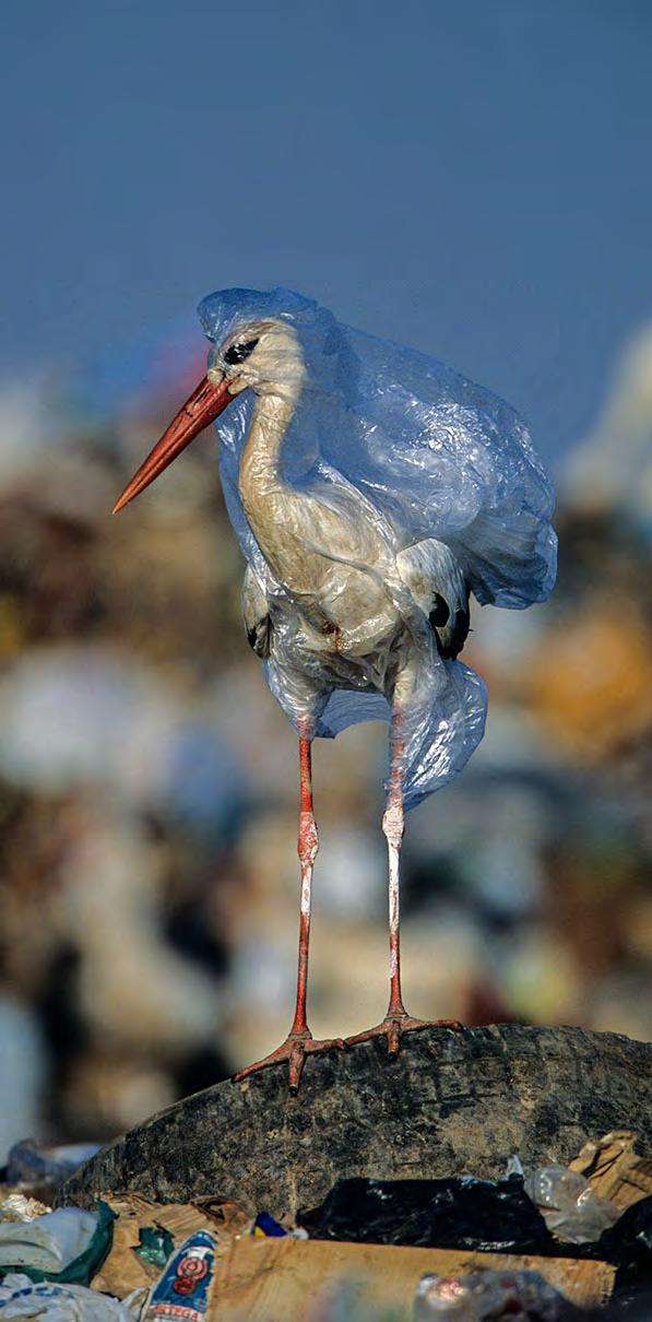 OBJETIVOS DA CAMPANHA NO BRASIL Redução significativa do lixo plástico que chega ao mar a partir do território brasileiro; Desenvolvimento e aprovação do Plano Nacional de Combate ao Lixo no Mar;