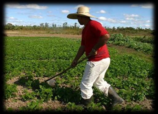 O uso de equipamento de proteção individual, como botas e luvas, parece ser eficiente na proteção dos trabalhadores da agropecuária contra o ofidismo ocupacional.
