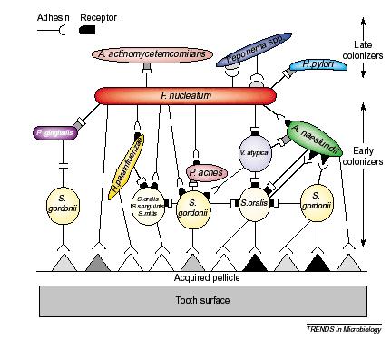Figura 4. Diagrama de aderência bacteriana à superfície dentária. 2.3 Dieta e Placa Bacteriana Segundo o Prof. Dr.