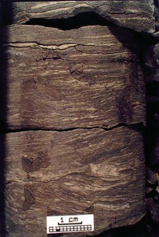 Figura 31 - Traço de pastagem geométrico (seta), desenvolvido em prováveis fácies de lamas prodeltaicas que preenchem o canyon.