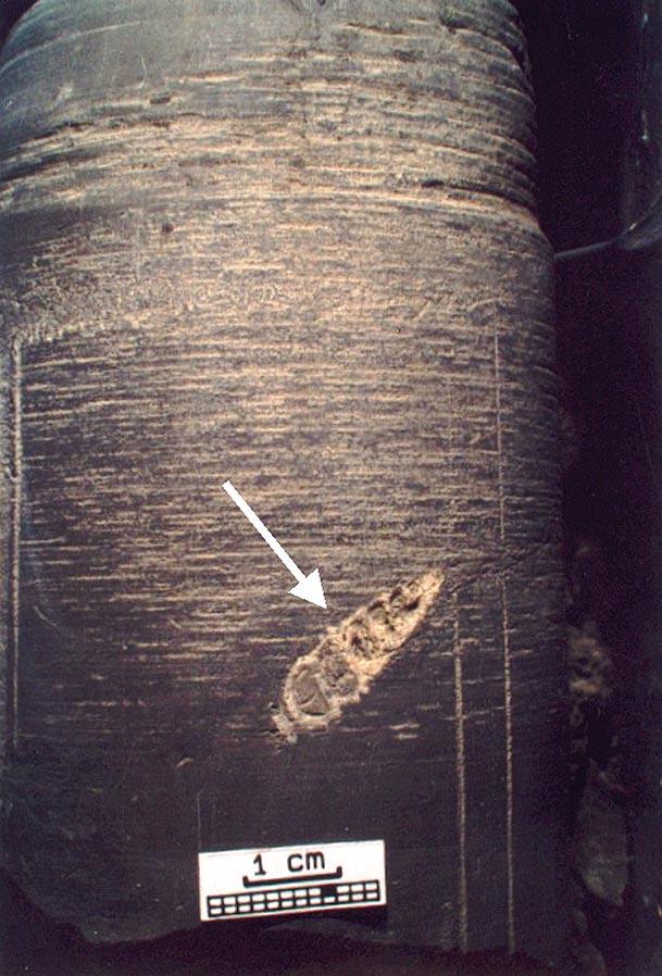 Figura 30 Concha de gastrópode (seta) em sedimentos de prodelta levemente escorregados (slump). A ocorrência de macrofósseis nestas fácies lamosas é relativamente rara.