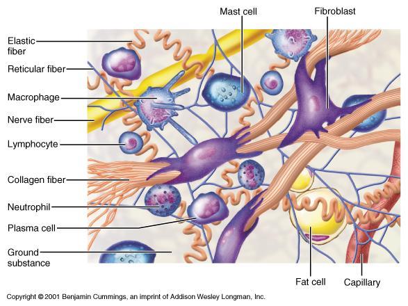 Tecido Conjuntivo Mastócito Fibroblasto Fibra elástica Fibra reticular Macrófago Fibra nervosa