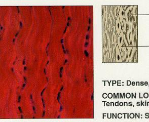 Tecido Conjuntivo Denso Modelado Fibra colágena Fibroblasto Localização: tendão,