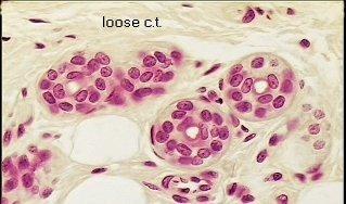 Tecido Conjuntivo Frouxo Exemplos perivascular N M LV