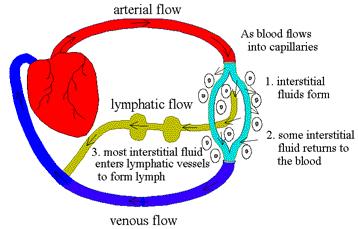 Tecidos conjuntivos fluidos sangue fluxo arterial À medida em que o sangue passa nos capilares linfa fluxo linfático 1. forma-se fluido intersticial 3.