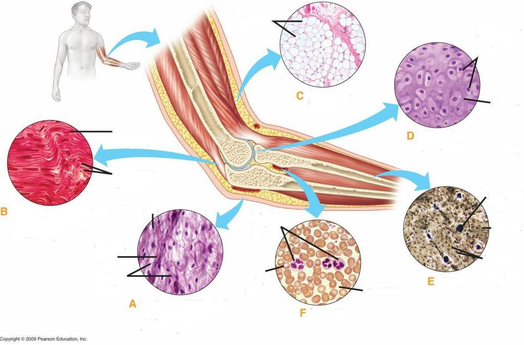 TIPOS DE TECIDOS CONJUNTIVOS Gotículas de gordura Condroblastos Tecido adiposo Matriz Núcleo de fibroblasto Cartilagem Tecido conjuntivo denso (tendão) Fibras