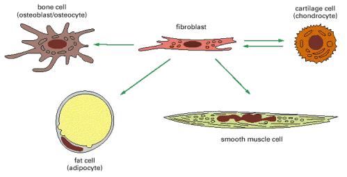 A família de células do tecido conjuntivo célula óssea (osteoblasto, osteoclasto)
