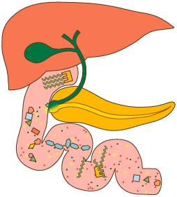 Intestino delgado O fígado produz a bile