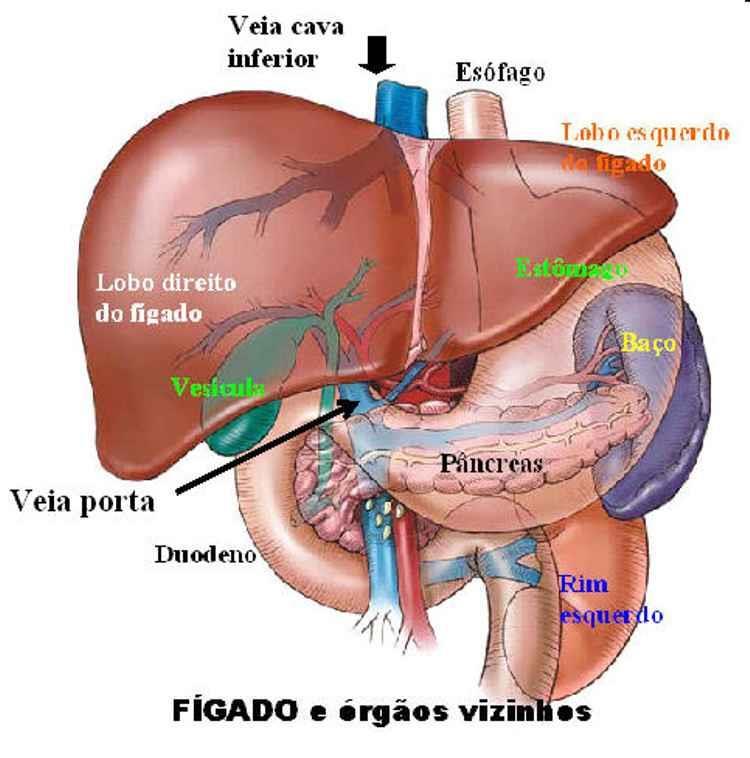 Fígado (quadrante superior direito) É irrigado pelas artérias hepáticas e drenado pelas veias porta e cava inferior.