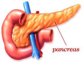 Pâncreas Localizado abaixo do estômago, apresenta dois tipos celulares que exercem papeis diferentes: 1.