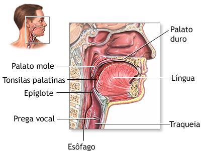 Mastigação e Deglutição Ação mecânica dos dentes e da língua (mastigação) Ação química das glândulas salivares, libera