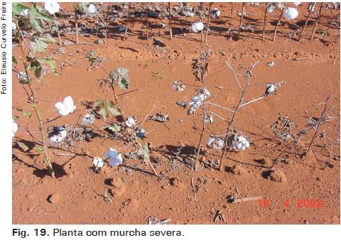 Murcha de Fusarium Condições favoráveis/disseminação: Presença de nematoides Temperatura entre