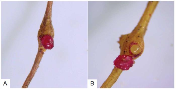 Nematoide das Galhas (Meloidogyne incognita) (A): galha e massa de ovos (em vermelho); (B): remoção/deslocamento das massas