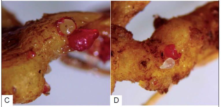 Nematoide das Galhas (Meloidogyne incognita) (C): remoção/deslocamento das massas de ovos e visualização de parte posterior
