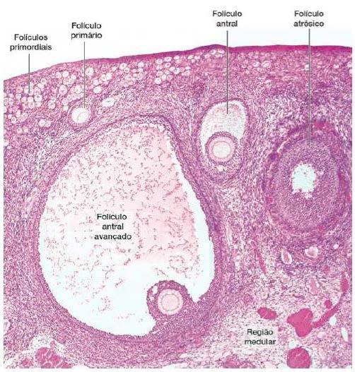Folículos ovarianos Folículo