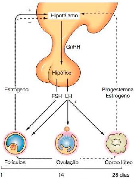 Hormônios hipofisários - O hormônio foliculoestimulante (FSH) estimula o crescimento dos folículos e a síntese