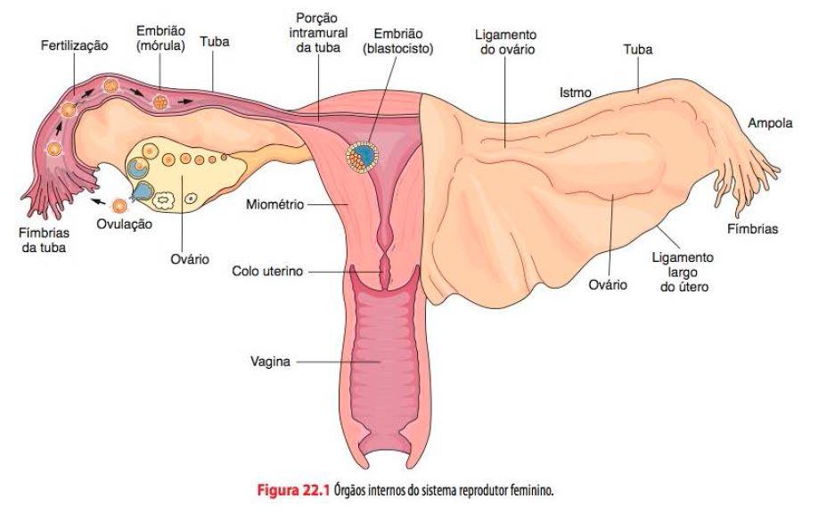 Aparelho reprodutor feminino Órgãos