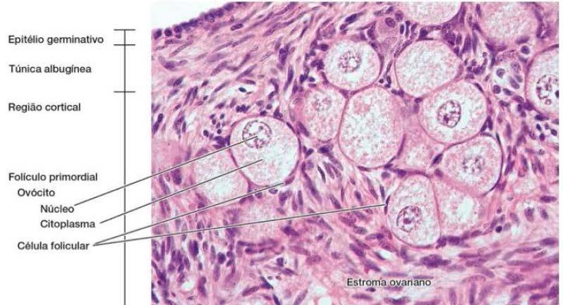 Folículos ovarianos Região cortical do
