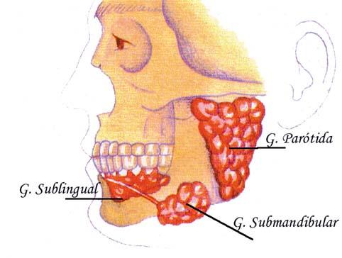 Glândulas Salivares Formadas por: 1 par de parótidas 1 par de sublinguais 1 par de submandibulares Produção de