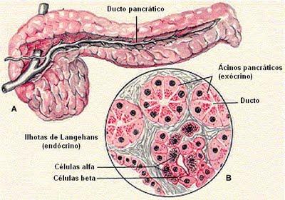 Pâncreas Glândula mista que possui aproximadamente 15 cm de comprimento.