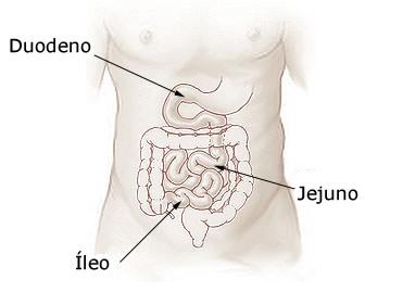 Intestino delgado Órgão tubular, musculoso e membranoso, localizado na cavidade abdominal. Região mais longa do tubo digestório (+ou- 6,5 metros) Dividido em duodeno, jejuno e íleo.