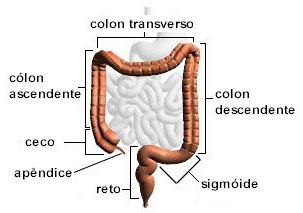 Intestino grosso Última porção do tubo digestório. Tubo muscular com parede mais espessa que o intestino delgado.