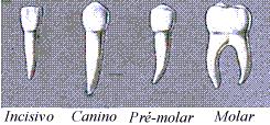 Dentes Decídua ou de leite 20 dentes 8 incisivos - 4 caninos - 8 molares Permanente 32 dentes 8