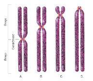 Prófase Cromatina condensa-se em cromossomos definidos,