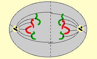 Metáfase Cromossomos compactação máxima, alinhados no plano equatorial da célula.