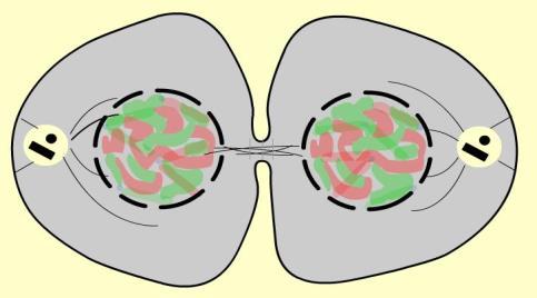 Telófase Cromossomos filhos estão presentes nos dois pólos da célula; Inicia-se a descompactação