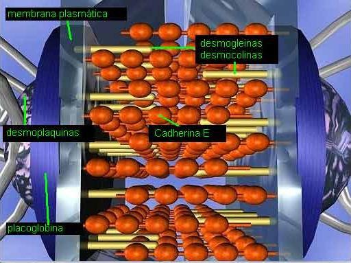 Anatomia