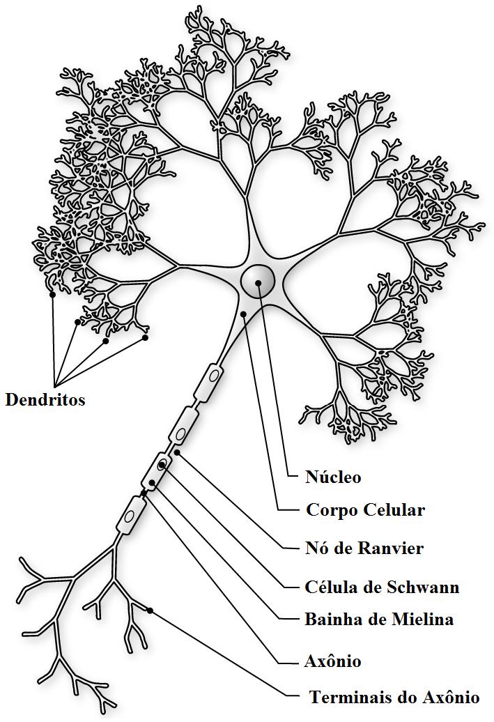95 APÊNDICE B B.1 REDES NEURAIS ARTIFICIAIS B.1.1 MODELO BIOLÓGICO O sistema nervoso é formado por um complexo conjunto de células, os neurônios.