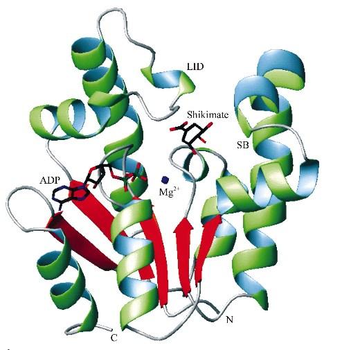 Síncrotron 2) Elucidação da estrutura tridimensional da macromoléculas biológicas (Cristalografia por difração de raios X).